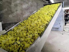 金花葵烘干現場