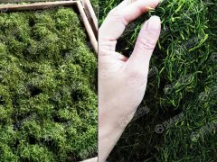 金銀花烘干現場