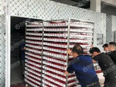 小型辣椒烘干現場